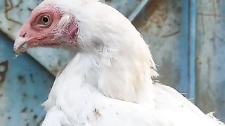 White hen in the hands of a human