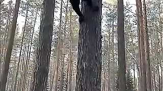 Slow motion leapored