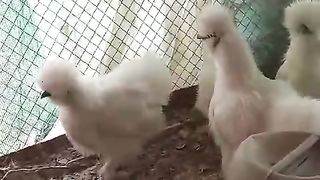 Little white silky