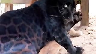 Jaguar and Puma Best Friends_ AMAZING