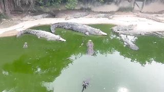 Tuaran Crocodile Farm