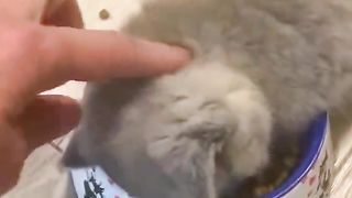 Kitten sleeping soundly while eating rice