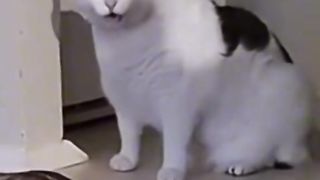 Funny Clips