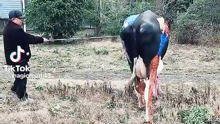 Paint on cow ||talent||