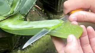 Lidah buaya darat