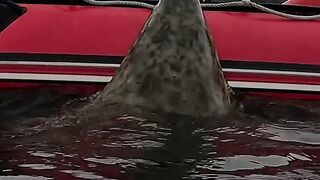 Ikan alaska
