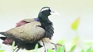 A male Bronze