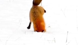Nice winter life