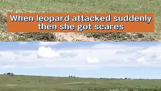 Leopard vs a mother @Intefoloshorts