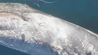 Death into Life ???? When a whale dies at sea it becomes food for thousands of creatures