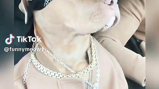 WATCH, THIS DOG GOT TALENT