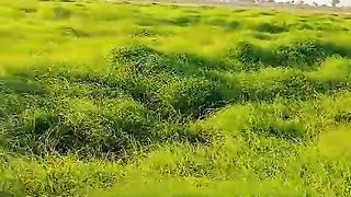 Rhodes grass video viral