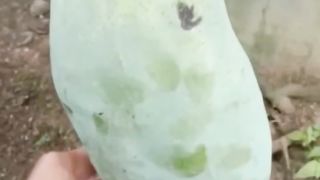 Mangga super