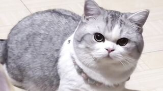 It look very angry