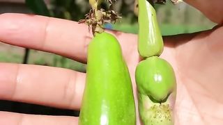 Jambu mete