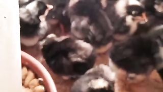 The black chicken