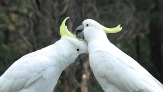 Big white birds caressing each other