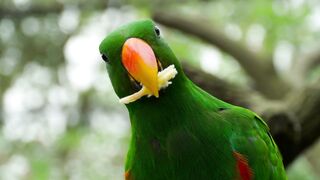 Parrot eating close up