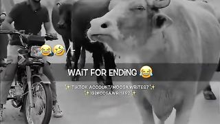 Beauty of cow