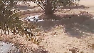 کھجور کا  درخت  کویت میں