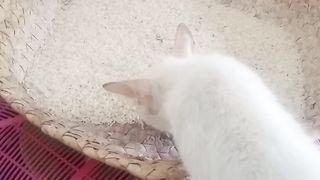 Funny cats