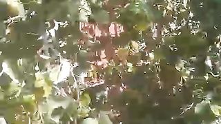 بیری کا درخت ماشاء اللہ