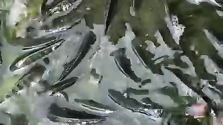 My fish