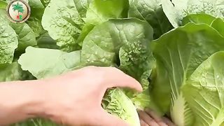 Vegetarian