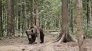 Friendly wild bear ????