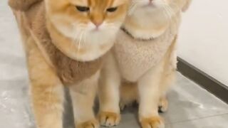 friendly cat