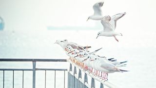 Seagulls standing on flying above a rail by the sea