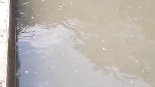 Air kolam tanah berwarna cokelat itu wajar, hitam juga biasa, asalkan kondisi ikan lele sehat
