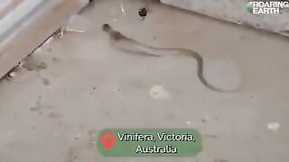 Spider beating snake