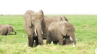 Eastern - southern Africa Safari