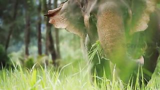 Discover the best of Elephant