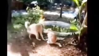 KungFu Dog