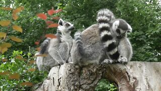 Group of lemurs on a trunk