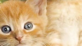 Lucu nya oyen ini