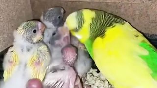 Parrot baby