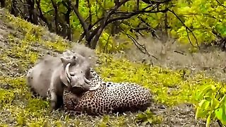 Leopards prey on pigs
