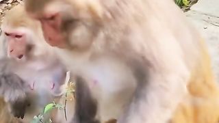 why is the little monkey crying