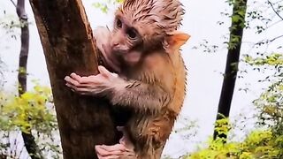 Little monkey Sad alone