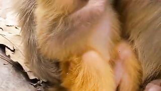 Beautiful cute baby monkey