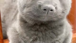 kucing atau apa ini