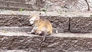 Poor baby monkey lost his family