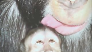 It's ticklish to lick his head hahaa