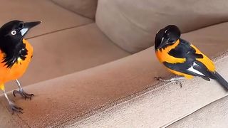 Beautiful birds! What kind are they?
