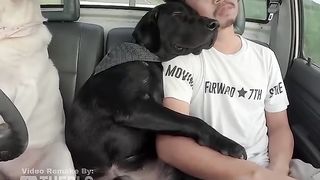 the smartest dog in the world-anjing terpintar di dunia