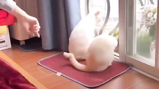 Cat???? funny ???? video