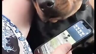 Dog in his first day care center